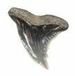 Fossil Hemipristis Shark Tooth - Maryland #42560-1